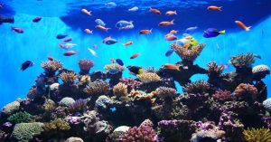 Los mejores peces para tu propio acuario