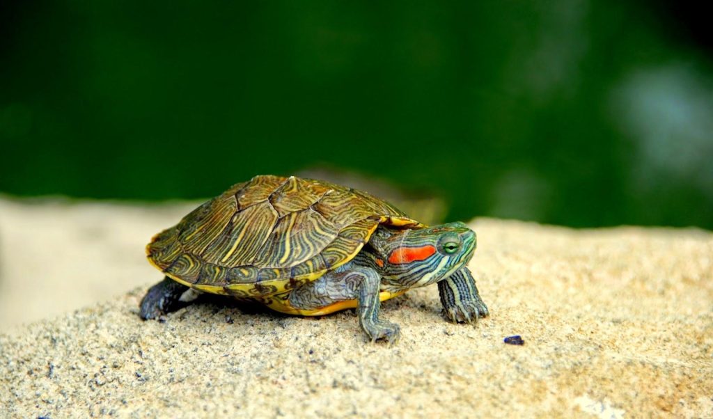 Cualidades que debe tener una pecera para tu tortuga