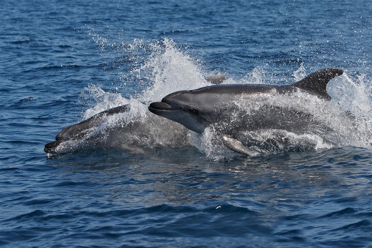 Los delfines adaptan su esperma para reproducirse en el agua