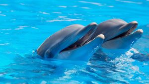 ¿CUÁLES SON LAS CARACTERÍSTICAS DE LOS DELFINES?