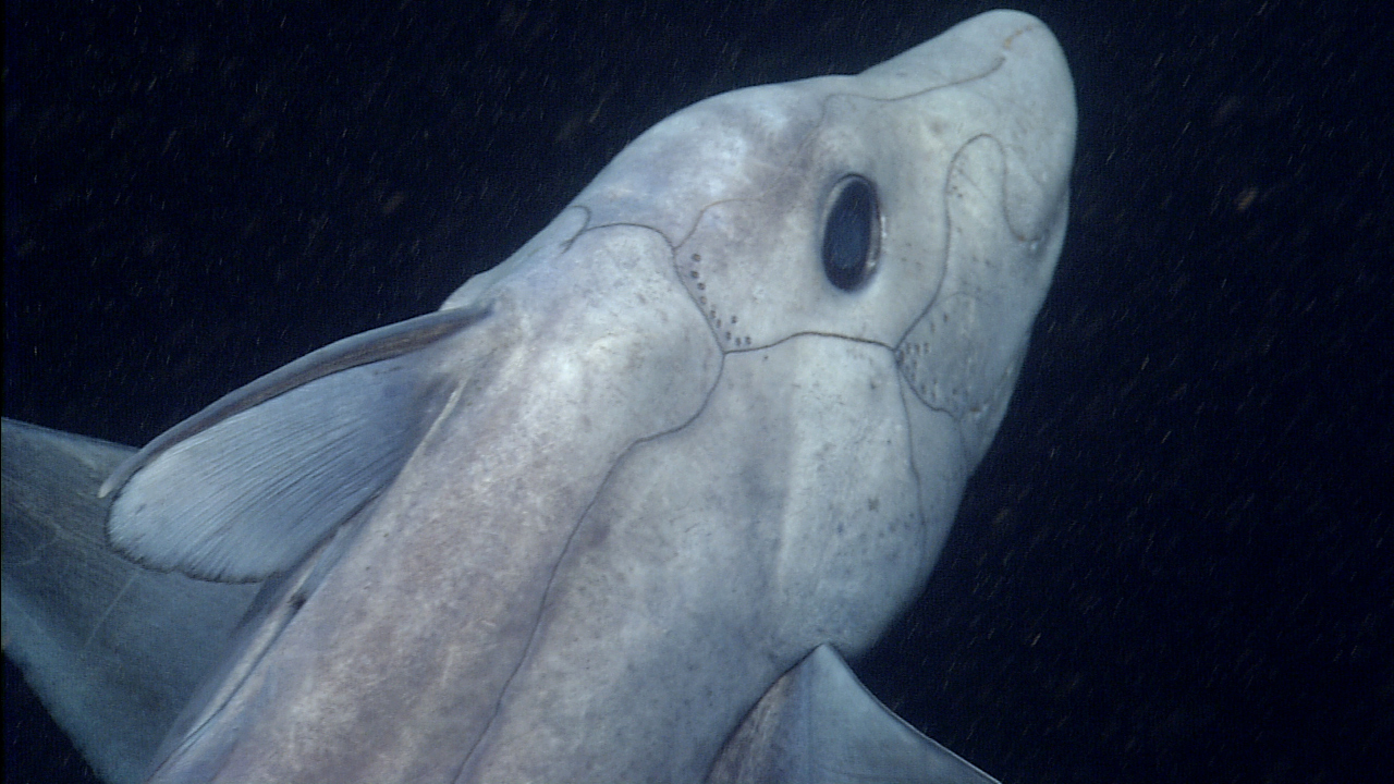 Tiburón fantasma en el Pacífico Sur
