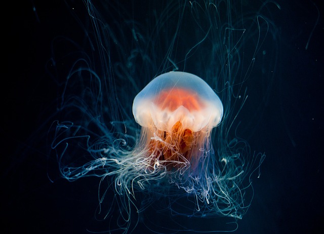Tipos de medusas