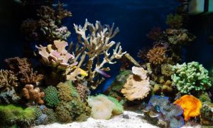 Animales que no necesitan un filtro en su pecera