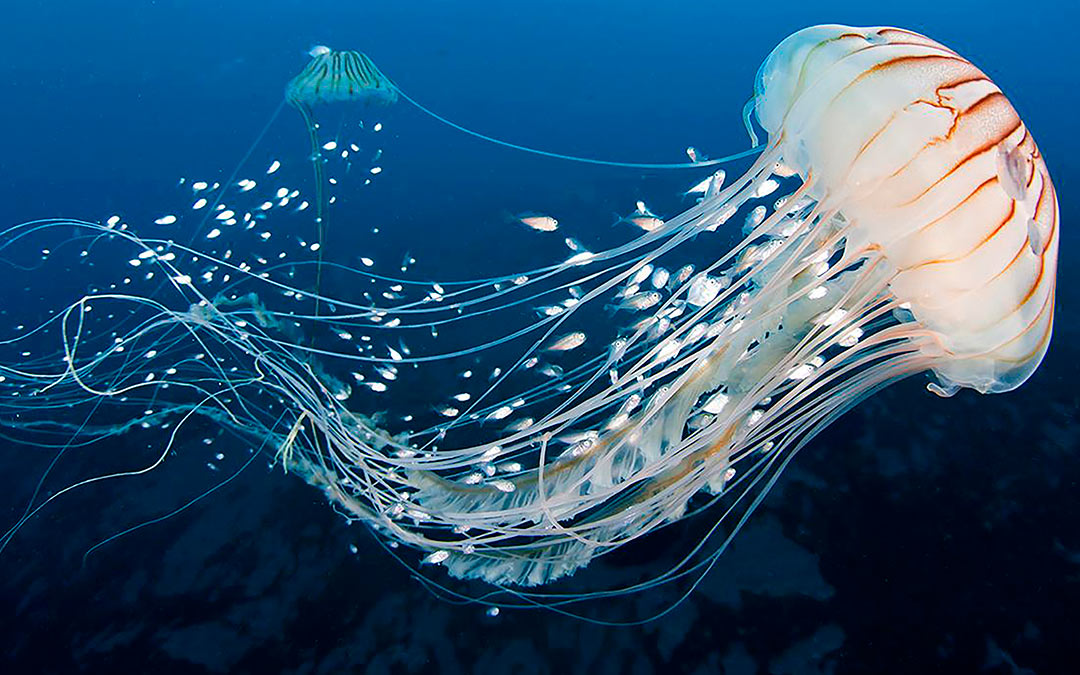 Los 10 tipos de medusas en el mar