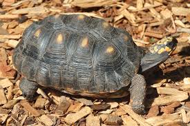 morrotorti