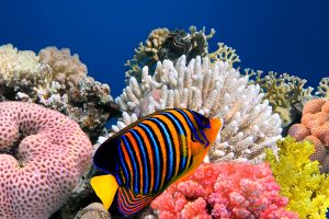El sueño de los peces