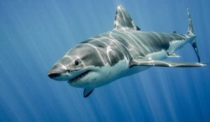 Los tiburones más populares y especiales