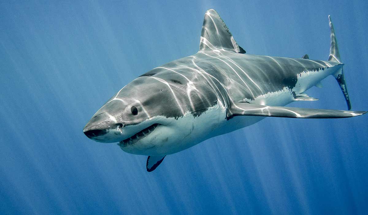 Los tiburones más populares y especiales