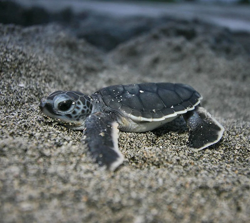 torti