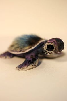 torti2