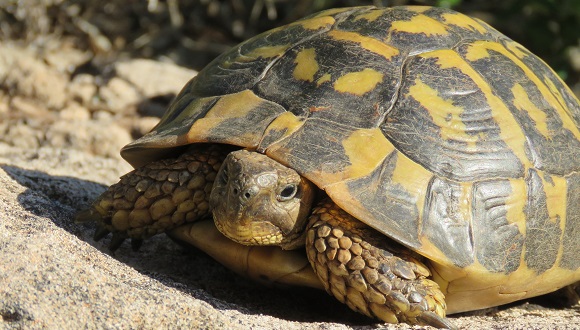 300 Nombres para tus tortugas consentidas