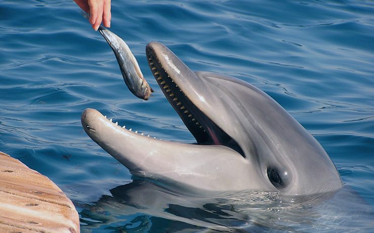 ¿De qué se alimenta un delfín?