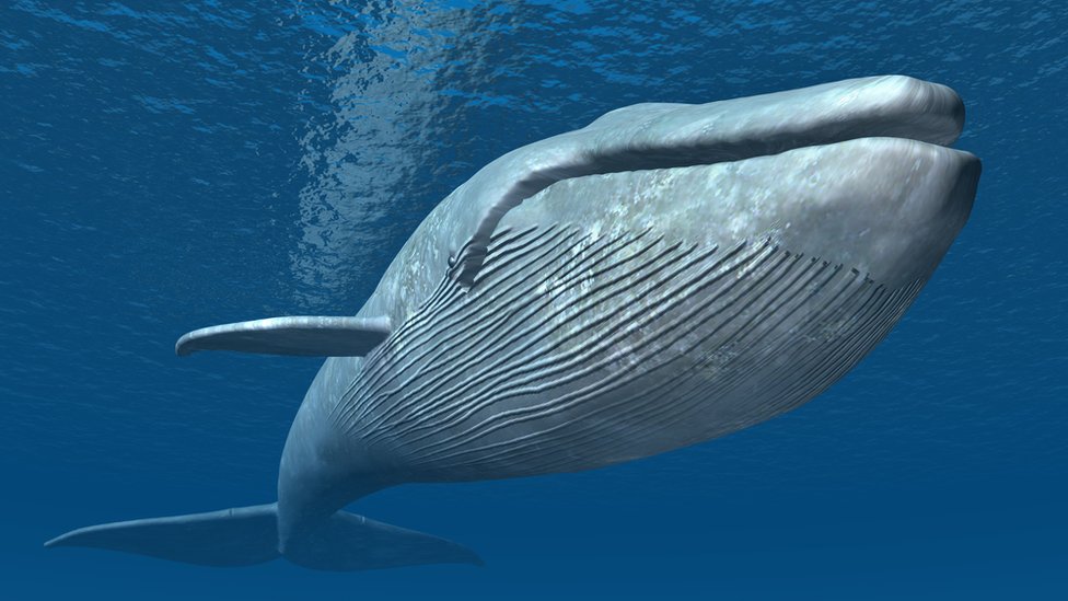 La gran ballena azul