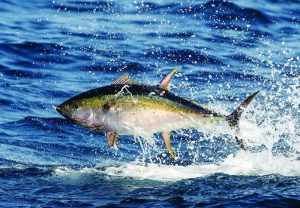 Atún rojo, uno de los peces más codiciados