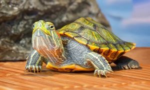 ¿Qué necesito para albergar una tortuga en casa?