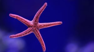 Animales marinos sin cerebro