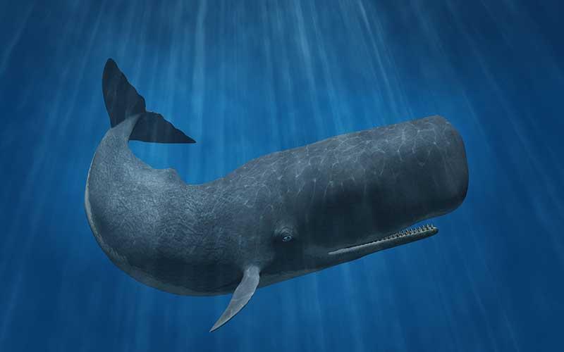 Diferencia entre la ballena azul y el cachalote