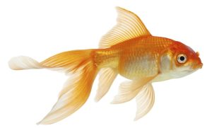 Cómo entrenar a tu pez dorado