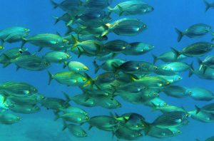 ¿Por qué se persiguen los peces?