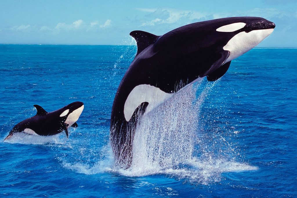 Las orcas