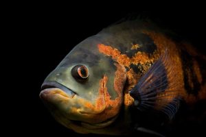 Peces cíclidos