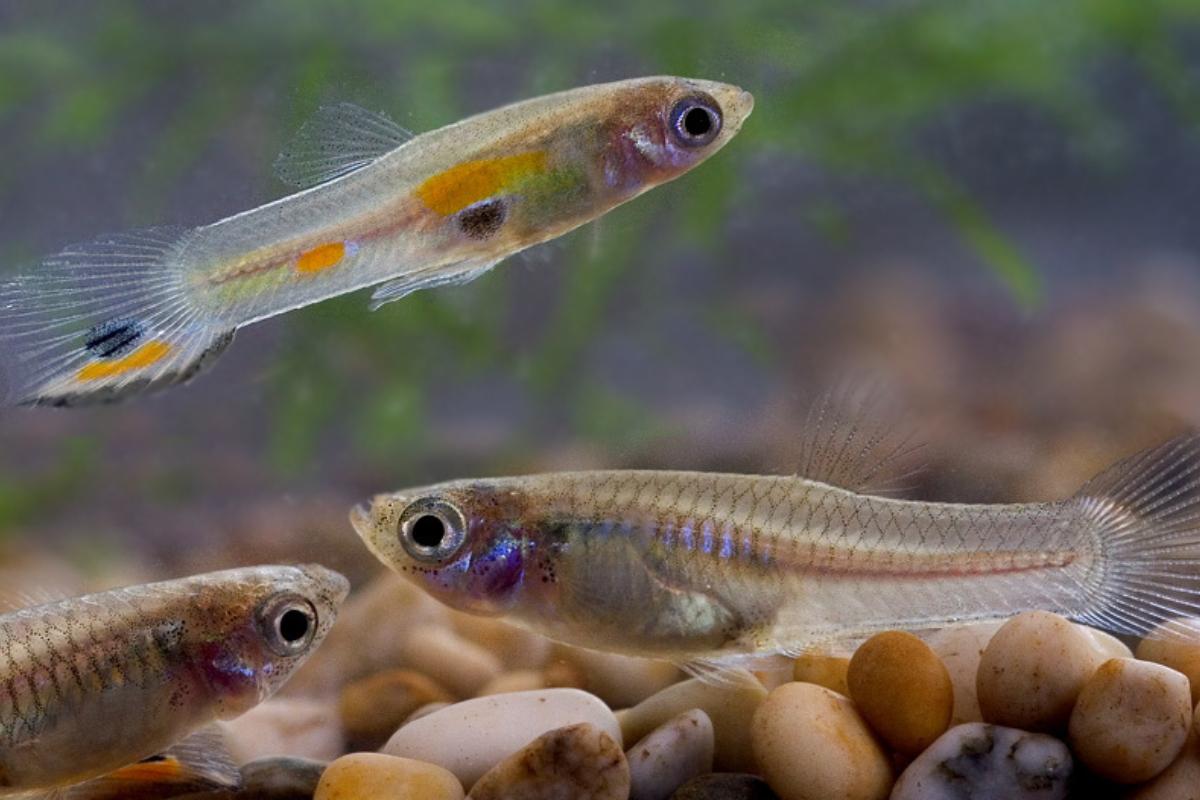 Peces poecílidos