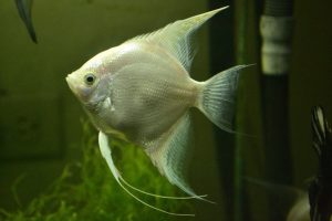 Los mejores peces para expertos