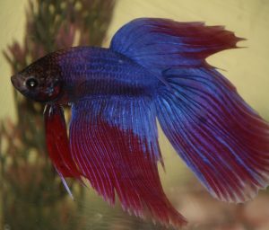 Como se llama el pez de color morado