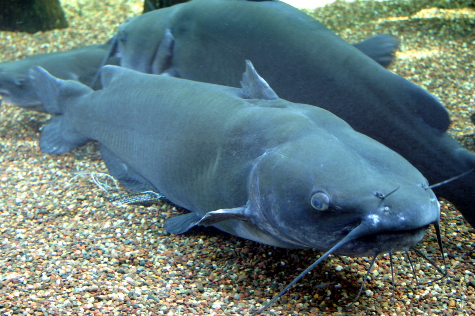 Peces más grandes del planeta