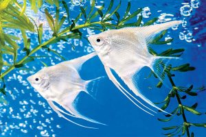 Peces que no debes comprar