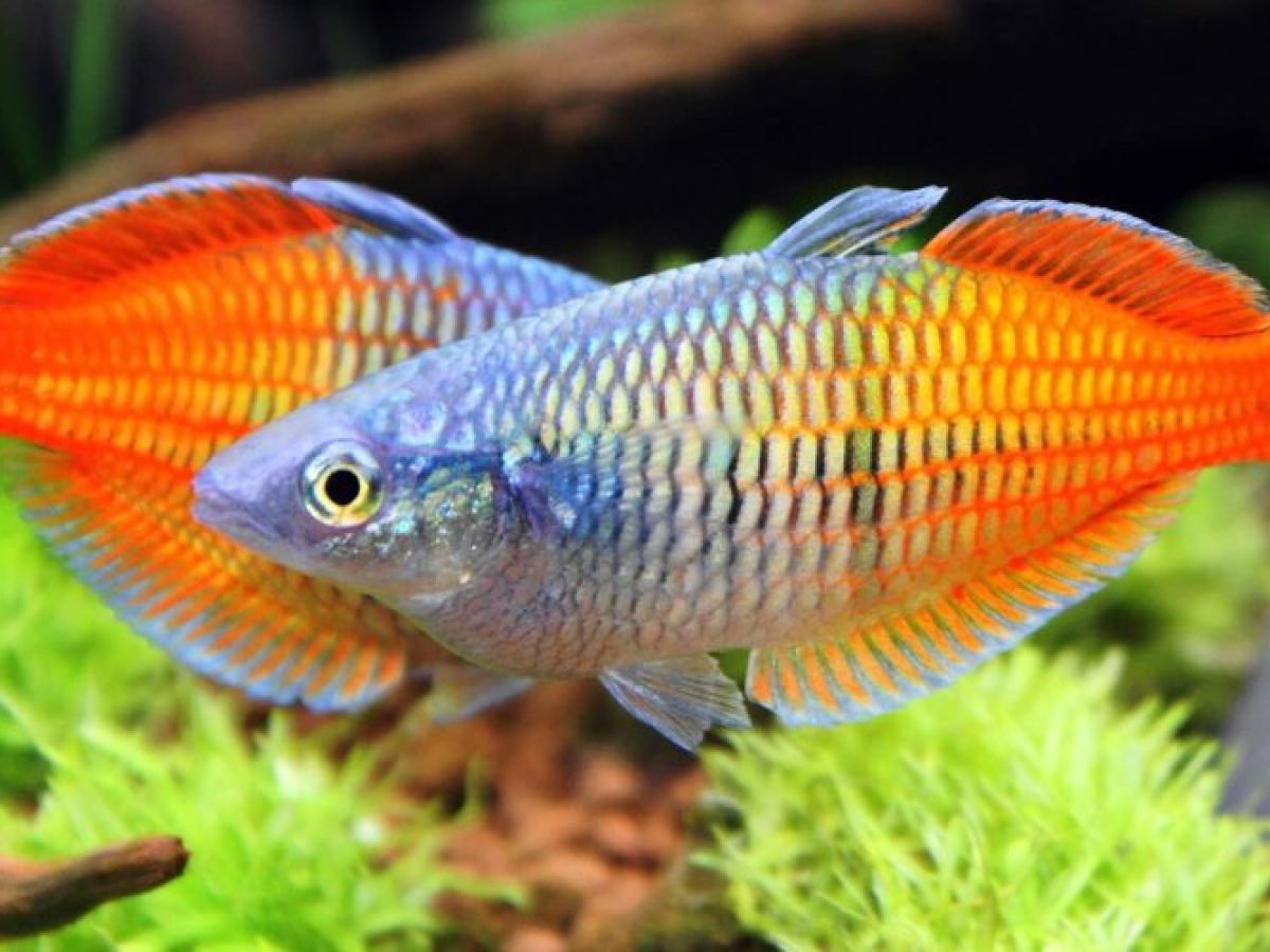 ¿Por qué los peces cambian de color?
