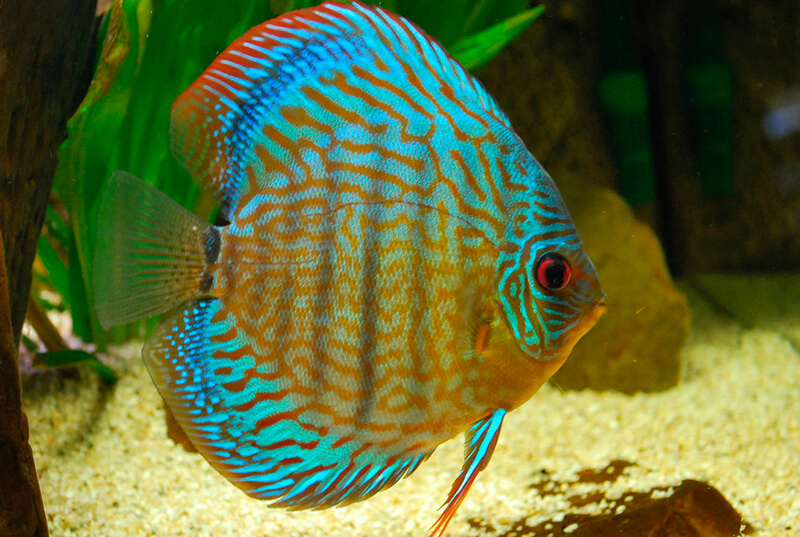 Pez Disco: Descubre la belleza de este fascinante pez