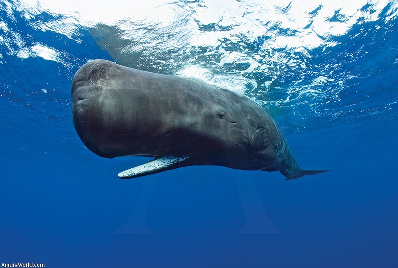 El Majestuoso Cachalote: El Gigante de los Océanos