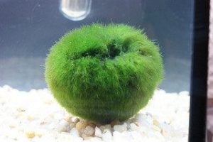 Eliminar Cladophora del acuario con agua oxigenada
