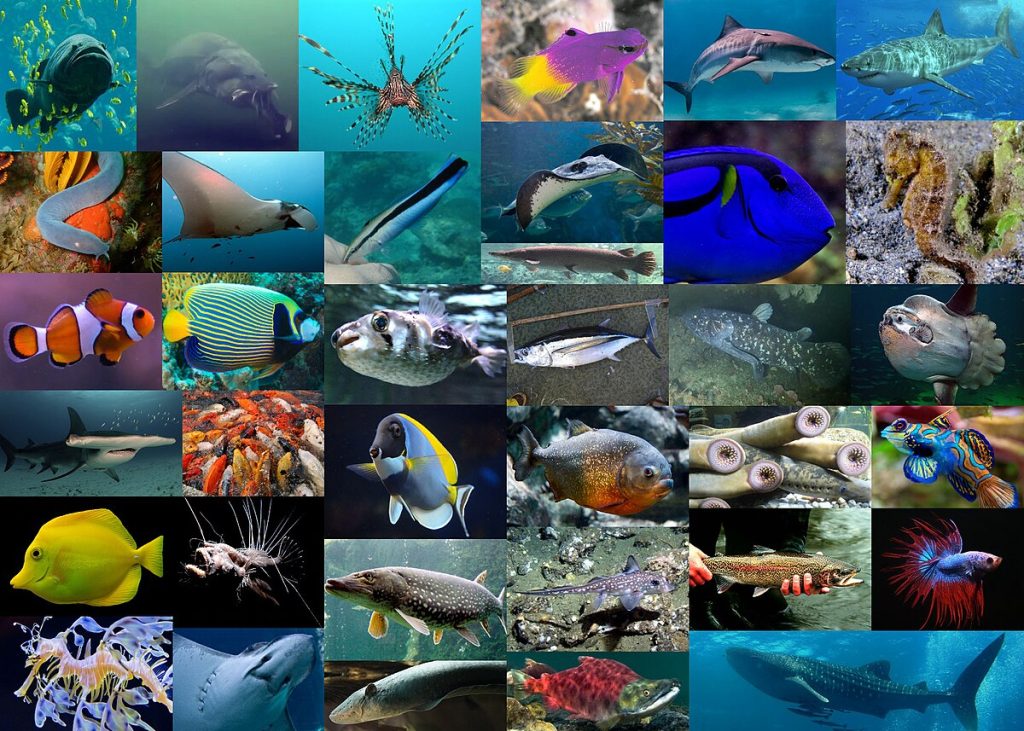 ¿Qué son los peces?