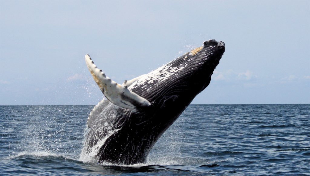 La Ballena Jorobada: Gigante de los Océanos