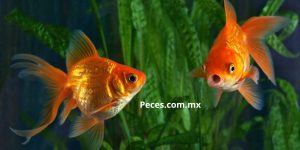 Peces.com.mx