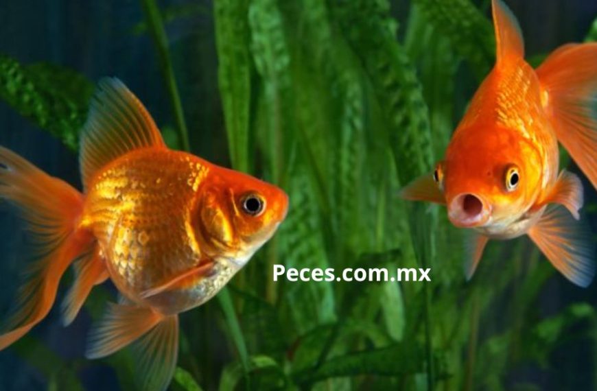 Peces.com.mx