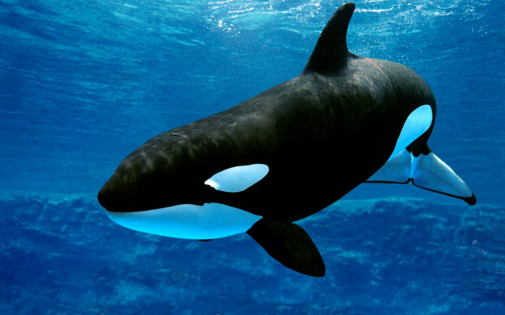 Orca: El Majestuoso Depredador de los Océanos