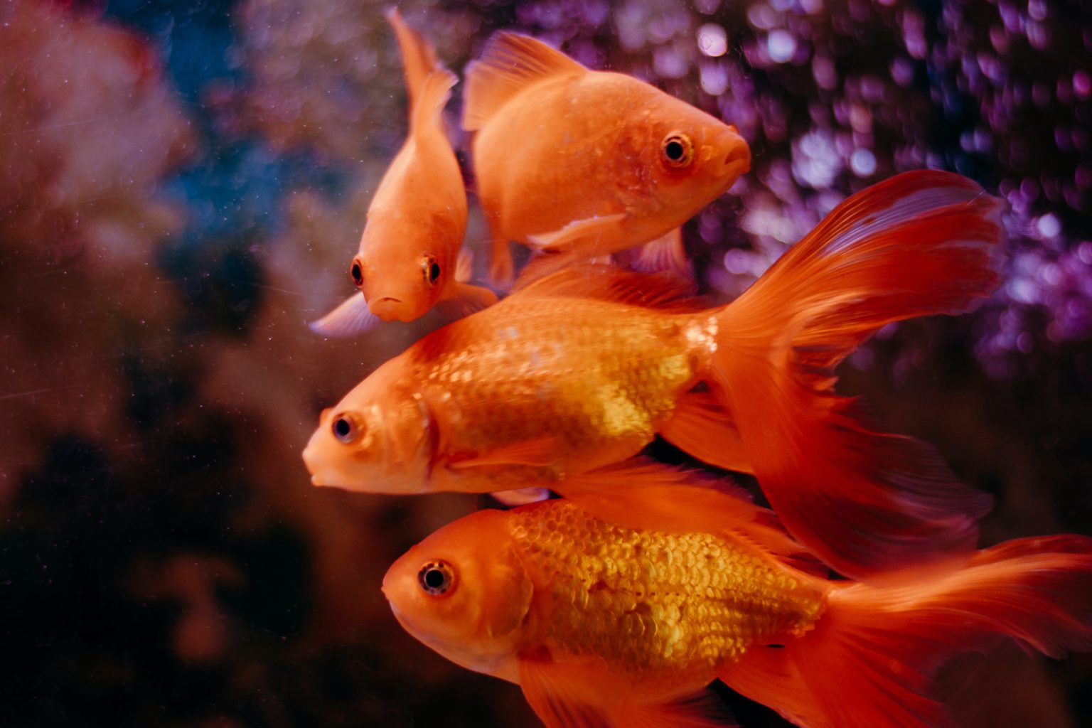 Guía de cuidado para un goldfish