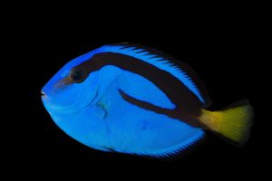 Conoce a Dory, el pez cirujano