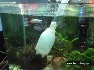 ¿Cómo cambiar el agua de tu acuario?