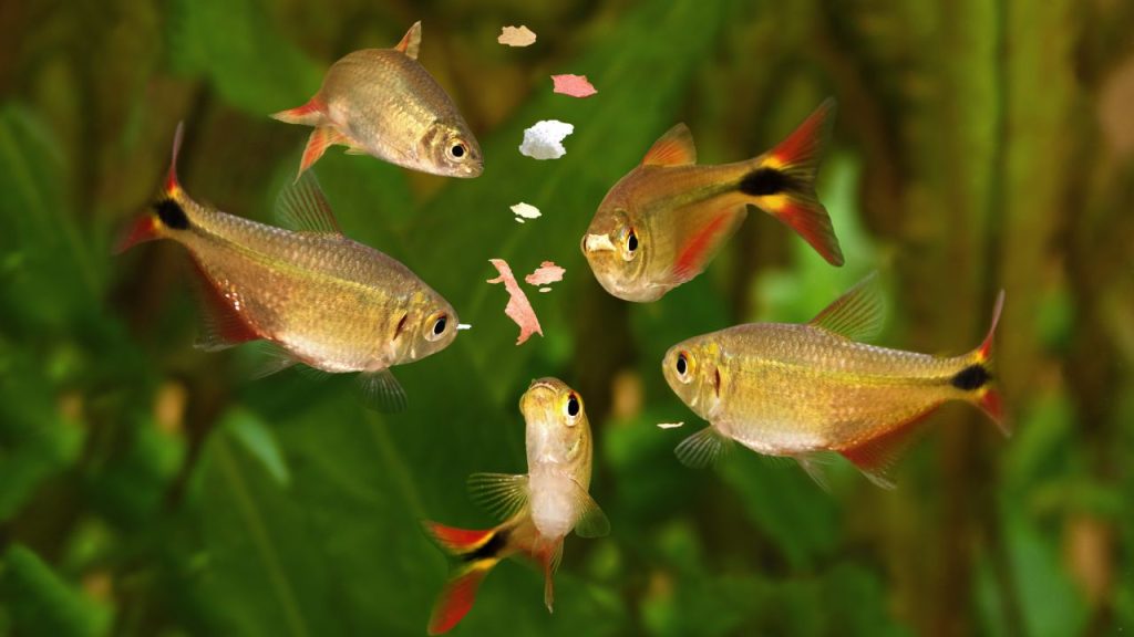 ¿Cuántas veces tengo que alimentar a los peces de mi acuario?