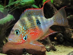 Todo sobre los peces cíclidos