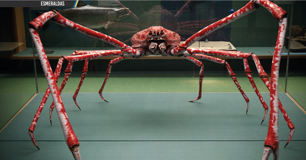 Características del cangrejo gigante japonés: Un vistazo a su anatomía y comportamiento
