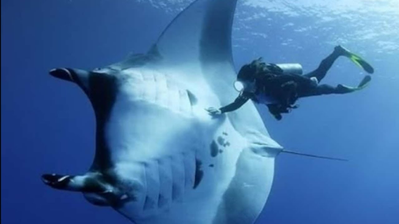 Características destacadas de la Mantarraya gigante