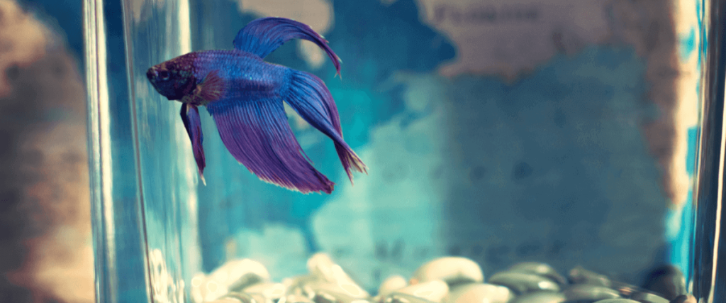 Los acuarios pequeños y que peces que pueden vivir ahí