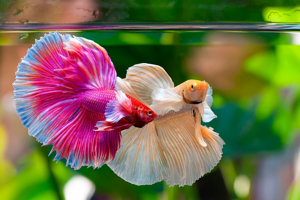 Conoce los peces de agua dulce