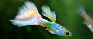 Los 7 Peces Más Amigables con Guppys
