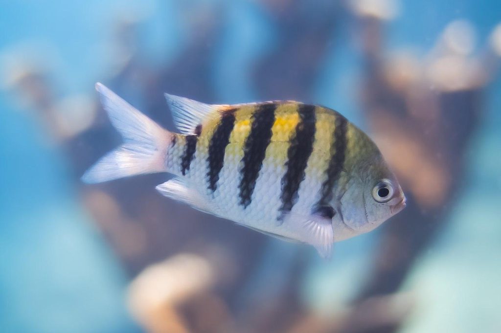 Conoce al Pez píntano o Abudefduf saxatilis